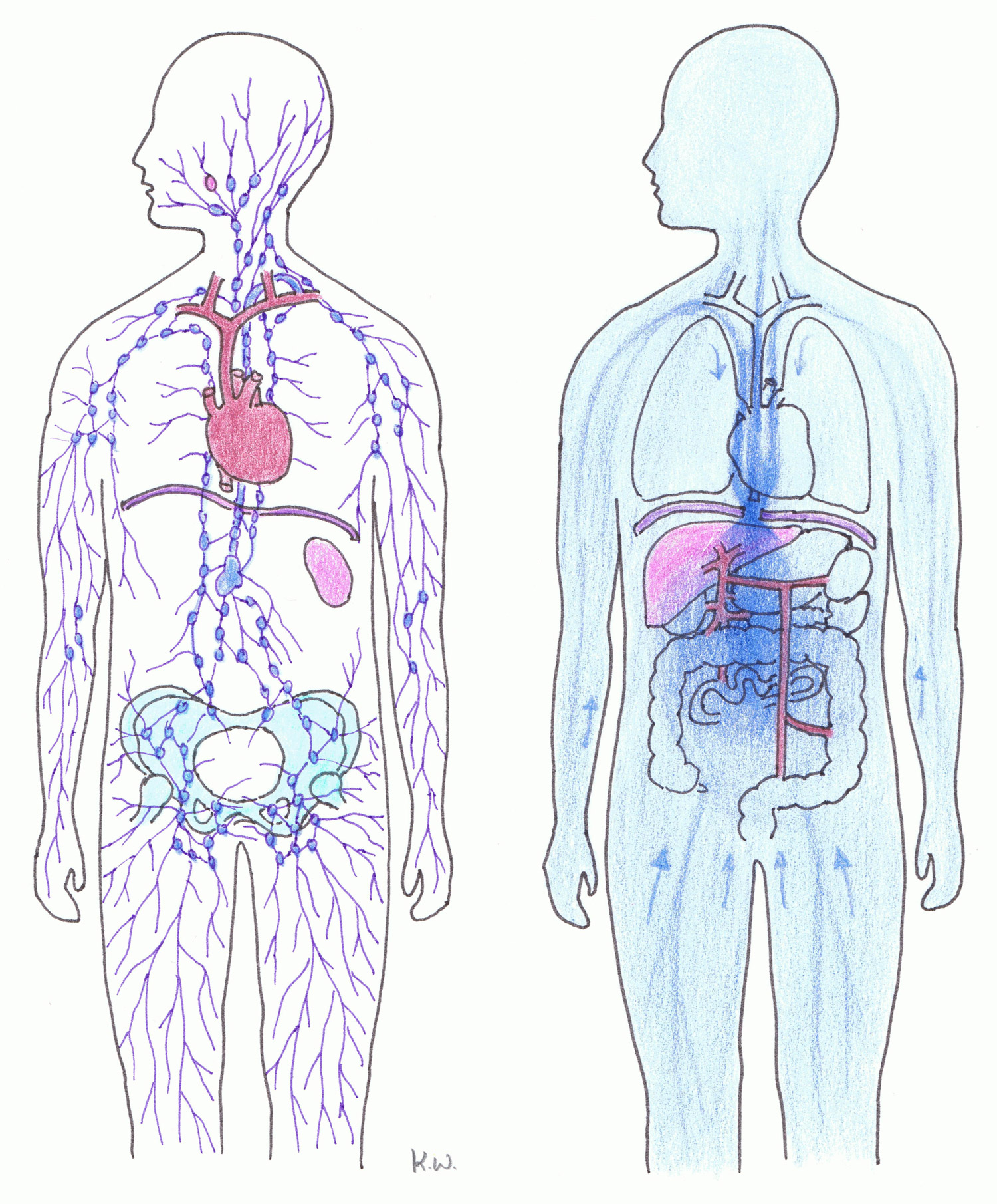 Das Lymphsystem