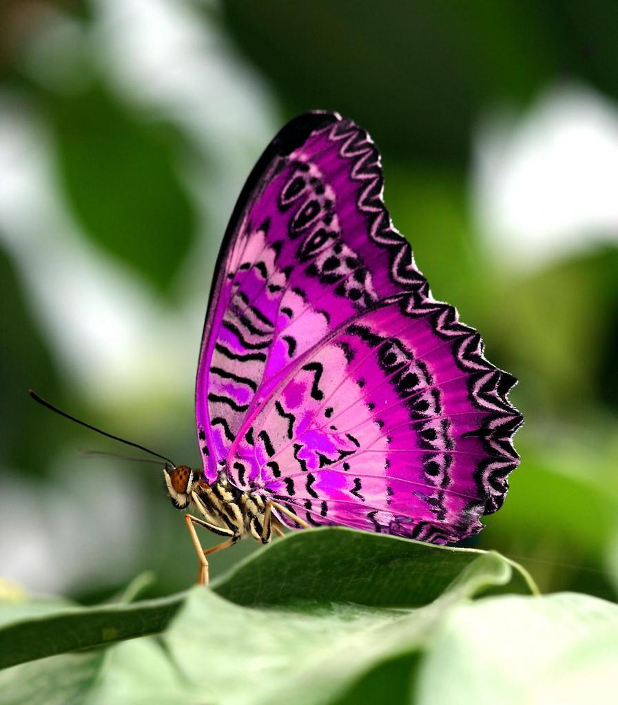 Schmetterling